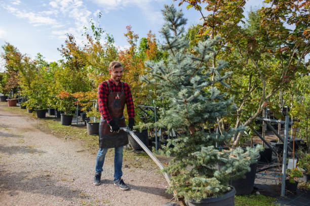 Professional  Tree Services in Guernsey, WY