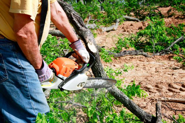 Why Choose Our Tree Removal Services in Guernsey, WY?